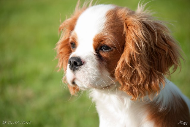 Cavalier King Charles : Happy du rocher de la Garelire